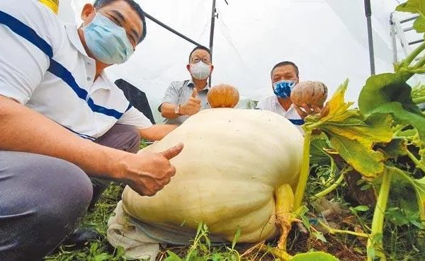 宜蘭好土地 種出200台斤超級大南瓜